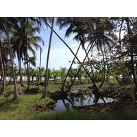 รูปถ่าย คอสตาริกา(Costa Rica) จากลีมอนไปซีกีร์เรส(Limon to Siquirres) 2015-03 38