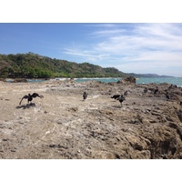 รูปถ่าย คอสตาริกา(Costa Rica) มอนเตซูมา(Montezuma) 2015-03 192