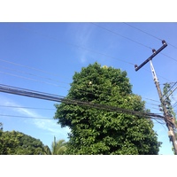 รูปถ่าย คอสตาริกา(Costa Rica) กาอุยตา(Cahuita) 2015-03 57