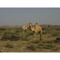 รูปถ่าย โอมาน(Oman) จากบูไมิไปถนนมาฮาดา(Buraimi to Mahada road) 2005-03 35