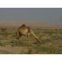รูปถ่าย โอมาน(Oman) จากบูไมิไปถนนมาฮาดา(Buraimi to Mahada road) 2005-03 28