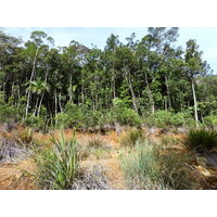 รูปถ่าย นิวแคลิโดเนีย(New Caledonia) อุทยานริเวียร์เบลอ(Parc de la Riviere Bleue) 2010-05 153
