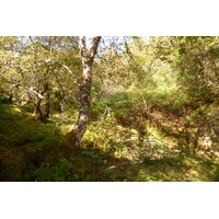 รูปถ่าย อังกฤษ(United Kingdom) สกอตแลนด์(Scotland) เซเลน(Salen) 2011-07 44
