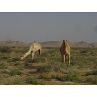 รูปถ่าย โอมาน(Oman) จากบูไมิไปถนนมาฮาดา(Buraimi to Mahada road) 2005-03 17