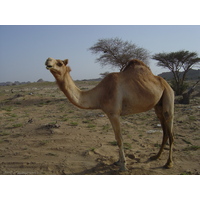 รูปถ่าย โอมาน(Oman) จากบูไมิไปถนนมาฮาดา(Buraimi to Mahada road) 2005-03 39