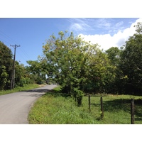 รูปถ่าย คอสตาริกา(Costa Rica) กาอุยตา(Cahuita) 2015-03 225