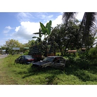 รูปถ่าย คอสตาริกา(Costa Rica) กาอุยตา(Cahuita) 2015-03 245