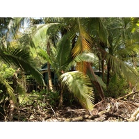 รูปถ่าย คอสตาริกา(Costa Rica) กาอุยตา(Cahuita) 2015-03 256