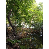 รูปถ่าย คอสตาริกา(Costa Rica) มอนเตซูมา(Montezuma) 2015-03 237