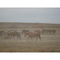 รูปถ่าย คาซัคสถาน(Kazakhstan) ถนนจากอัลมาตีไปหุบผาชารึน(Almaty to Charyn Canyon road) 2007-03 99