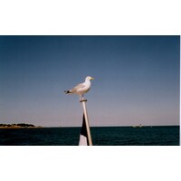รูปถ่าย ฝรั่งเศส(France) เกาะเบรอา(Brehat Island) 1997-06 9