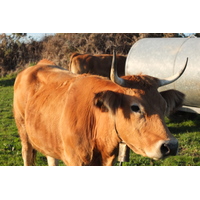 รูปถ่าย สเปน(Spain) กันตาเบรีย(Cantabria) 2013-01 80