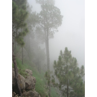 รูปถ่าย ปากีสถาน(Pakistan) มืร์รี(Murree) 2006-08 29