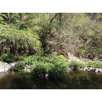 รูปถ่าย คอสตาริกา(Costa Rica) มอนเตซูมา(Montezuma) 2015-03 364
