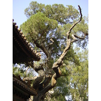 รูปถ่าย จีน(China) ปักกิ่ง(Beijing) พระราชวังต้องห้าม(Forbidden City) 2002-05 161