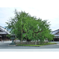 รูปถ่าย ญี่ปุ่น(Japan) เกียวโต(Kyoto) วัดนิชิฮงกันจิ(Nishi Honganji Temple) 2010-06 24