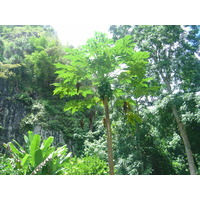 รูปถ่าย เฟรนช์โพลี่นีเซีย(Polynesia) หมู่เกาะมาร์เคซัส(Marquises) 2006-04 153