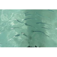 รูปถ่าย เซเชลส์(Seychelles) อ่าวอ็องส์ลาซิโอ(Anse Lazio) 2011-10 179