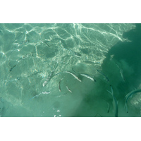 รูปถ่าย เซเชลส์(Seychelles) อ่าวอ็องส์ลาซิโอ(Anse Lazio) 2011-10 152