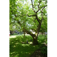 รูปถ่าย อังกฤษ(United Kingdom) สกอตแลนด์(Scotland) สเตอร์ลิง(Stirling) 2011-07 158