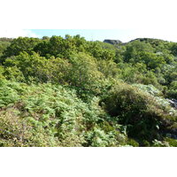 รูปถ่าย อังกฤษ(United Kingdom) สกอตแลนด์(Scotland) เซเลน(Salen) 2011-07 17