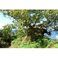 รูปถ่าย อังกฤษ(United Kingdom) สกอตแลนด์(Scotland) เซเลน(Salen) 2011-07 97