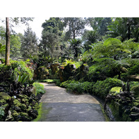 รูปถ่าย สิงคโปร์(Singapore) สวนพฤกษศาสตร์สิงคโปร์(Singapore Botanic Gardens) 2023-01 37