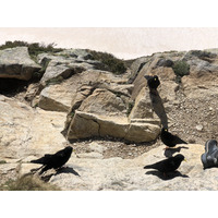 รูปถ่าย ฝรั่งเศส(France) คอร์สิคา(Corsica) ทะเลสาบเมโลและกาปีเตลโล(Lac de Melo et Capitello) 2021-06 249
