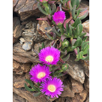รูปถ่าย ฝรั่งเศส(France) กอลียูร์(Collioure) 2018-04 410