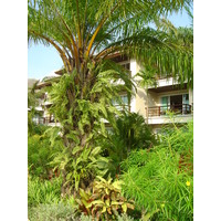รูปถ่าย ไทย(Thailand) เขาหลัก(Khao Lak) โรงแรมเลอเมอริเดียน เขาหลัก(Meridien Khao Lak Hotel) 2005-12 313