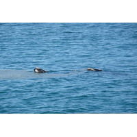รูปถ่าย แอฟริกาใต้(South Africa) เฮอร์มานัส(Harmanus) 2008-09 62