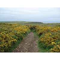 รูปถ่าย อังกฤษ(United Kingdom) เปมโบรคเชอร์(Pembrokeshire) มาร์ตินส์เฮเวน(Martins Havens) 2006-05 14