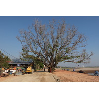 รูปถ่าย ลาว(Laos) เวียงจันทน์(Vientiane) 2012-12 230