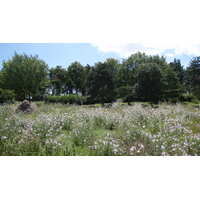 รูปถ่าย ฝรั่งเศส(France) โคลอมบ์(Colombes) เกาะมาร็องต์(L'ile Marrante) 2007-07 31