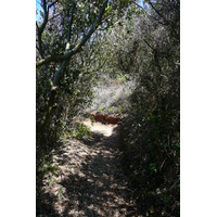 รูปถ่าย ฝรั่งเศส(France) เกาะปอร์เกอรอล(Porquerolles Island) แหลมเลอแก็ง(Pointe du Lequin) 2008-05 35