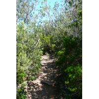 รูปถ่าย ฝรั่งเศส(France) เกาะปอร์เกอรอล(Porquerolles Island) แหลมเลอแก็ง(Pointe du Lequin) 2008-05 58