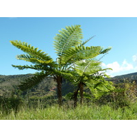 รูปถ่าย นิวแคลิโดเนีย(New Caledonia) 2010-05 100