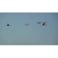 รูปถ่าย ฝรั่งเศส(France) เกรองเดอ(Guerande) นาเกลือ(Les marais salants) 2007-08 13