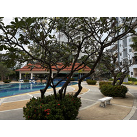 รูปถ่าย ไทย(Thailand) พัทยา(Pattaya) 2023-01 33