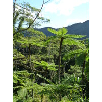รูปถ่าย นิวแคลิโดเนีย(New Caledonia) ถนนจากกานาลาไปลาฟัว(Canala to La Foa road) 2010-05 59