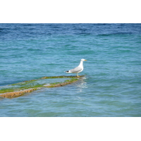 รูปถ่าย ฝรั่งเศส(France) คานส์(Cannes) หาดกาซาแญร์(Plage Gazagnaire) 2008-03 74