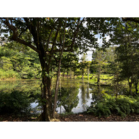 รูปถ่าย สิงคโปร์(Singapore) สวนพฤกษศาสตร์สิงคโปร์(Singapore Botanic Gardens) 2023-01 85