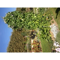 รูปถ่าย ฝรั่งเศส(France) ปารีส(Paris) สวนพันธ์ุพืช(Jardin des Plantes) 2014-09 20