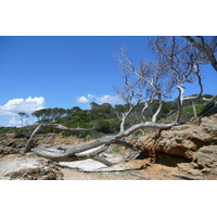 รูปถ่าย ฝรั่งเศส(France) เกาะปอร์เกอรอล(Porquerolles Island) หาดเลอแก็ง(Lequin beach) 2008-05 15