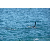 รูปถ่าย แอฟริกาใต้(South Africa) เฮอร์มานัส(Harmanus) 2008-09 305