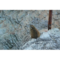 รูปถ่าย แอฟริกาใต้(South Africa) เฮอร์มานัส(Harmanus) 2008-09 241