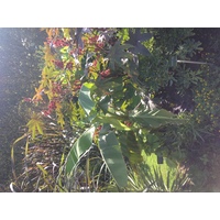 รูปถ่าย ฝรั่งเศส(France) ปารีส(Paris) สวนพันธ์ุพืช(Jardin des Plantes) 2014-09 27
