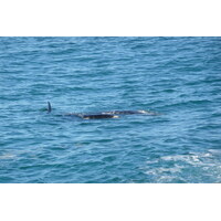 รูปถ่าย แอฟริกาใต้(South Africa) เฮอร์มานัส(Harmanus) 2008-09 28