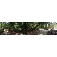 รูปถ่าย คอสตาริกา(Costa Rica) มานวยล์อันโตนีโอ(Manuel Antonio) 2015-03 207