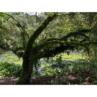 รูปถ่าย สิงคโปร์(Singapore) สวนพฤกษศาสตร์สิงคโปร์(Singapore Botanic Gardens) 2023-01 98